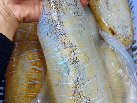 Hải Sản Tươi Sống chất lượng cao