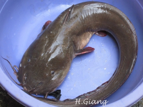 Hải Sản Tươi Sống chất lượng cao
